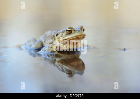 Gemeinsamen Kröte (Bufo Bufo) sitzen im Wasser, Sachsen, Deutschland Stockfoto