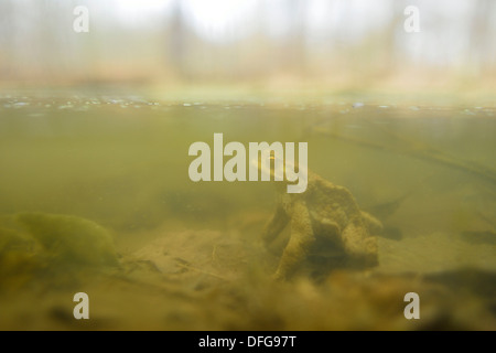 Gemeinsamen Kröte (Bufo Bufo), eingetaucht in einen Teich, Niedersachsen, Deutschland Stockfoto