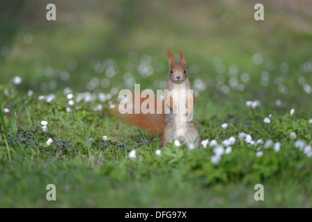 Eichhörnchen oder eurasische Eichhörnchen (Sciurus Vulgaris), Sachsen, Deutschland Stockfoto