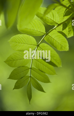 europäischer Esche, Fraxinus excelsior Stockfoto