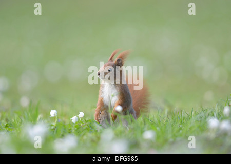 Eichhörnchen oder eurasische Eichhörnchen (Sciurus Vulgaris), Sachsen, Deutschland Stockfoto