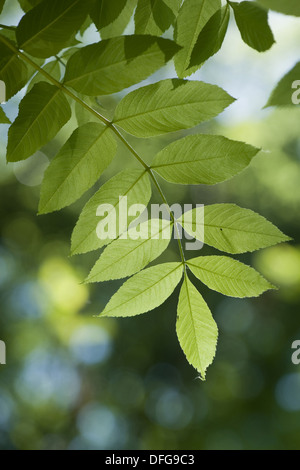 europäischer Esche, Fraxinus excelsior Stockfoto