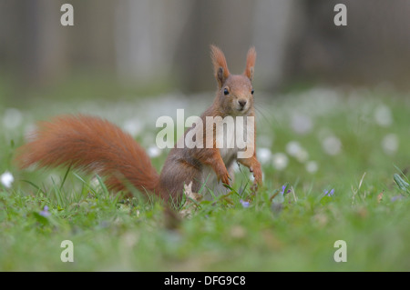 Eichhörnchen oder eurasische rote Eichhörnchen (Sciurus Vulgaris) steht auf den Hinterbeinen, Sachsen, Deutschland Stockfoto
