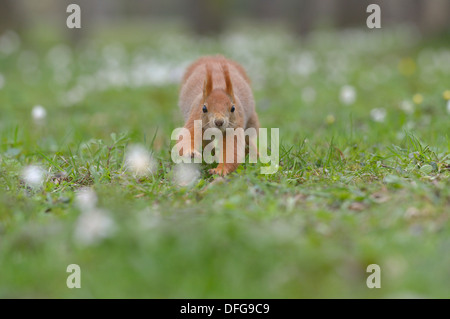 Eichhörnchen oder eurasische rote Eichhörnchen (Sciurus Vulgaris), laufen, Sachsen, Deutschland Stockfoto