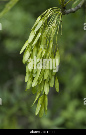 europäischer Esche, Fraxinus excelsior Stockfoto