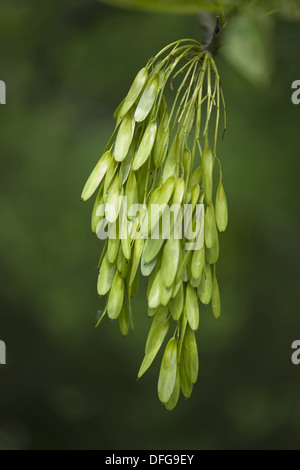 europäischer Esche, Fraxinus excelsior Stockfoto