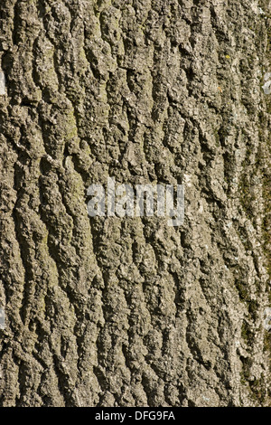 europäischer Esche, Fraxinus excelsior Stockfoto