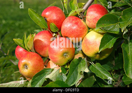 Äpfel auf einem Apfelbaum, Apfelsorte 'Elstar' (Malus Domestica 'Elstar'), Deutschland Stockfoto