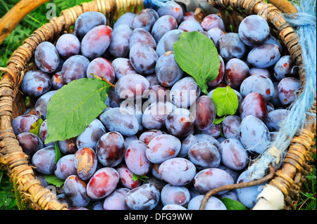 Frisch geerntete Pflaumen in einem Korb, Middle Franconia, Bayern, Deutschland Stockfoto