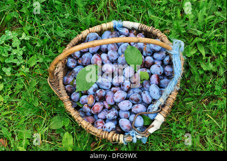 Frisch geerntete Pflaumen in einem Korb, Middle Franconia, Bayern, Deutschland Stockfoto