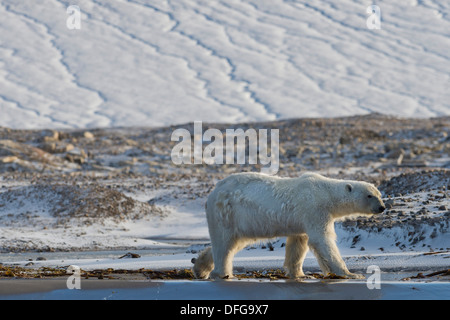 Eisbär (Ursus Maritimus), Männlich, Wandern am Strand, Walrossinsel, Spitzbergen, Svalbard und Jan Mayen, Norwegen Stockfoto