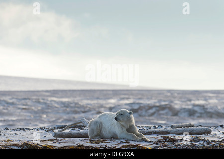 Eisbär (Ursus Maritimus), männliche liegen am Strand, Walrossinsel, Spitzbergen, Svalbard und Jan Mayen, Norwegen Stockfoto