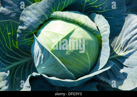 Weißer Kohl (Brassica Oleracea), Lommatzsch, Sachsen, Deutschland Stockfoto