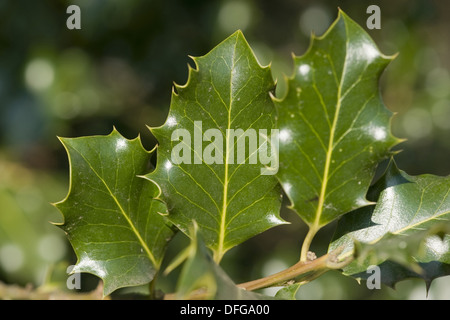 gemeinsamen Stechpalme, Ilex aquifolium Stockfoto