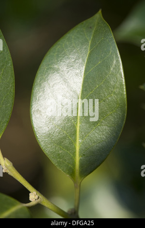 gemeinsamen Stechpalme, Ilex aquifolium Stockfoto