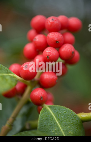 gemeinsamen Stechpalme, Ilex aquifolium Stockfoto