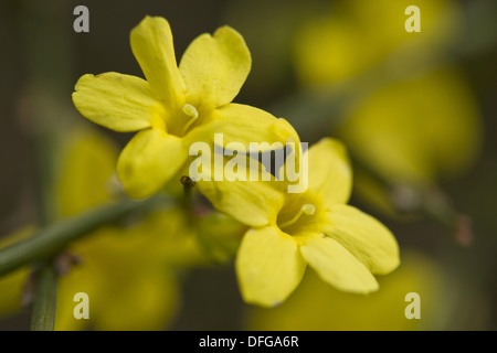 Winter-Jasmin, Jasminum nudiflorum Stockfoto