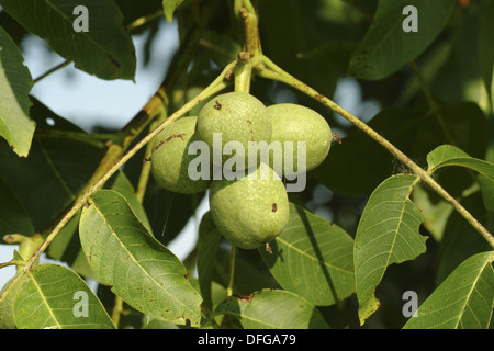 gemeinsamen Walnuss, Juglans regia Stockfoto