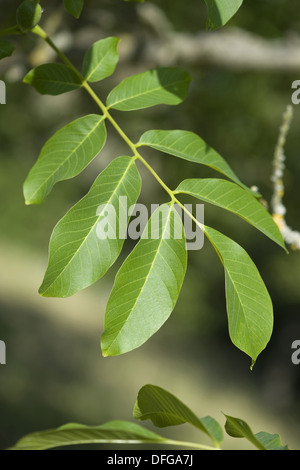 gemeinsamen Walnuss, Juglans regia Stockfoto