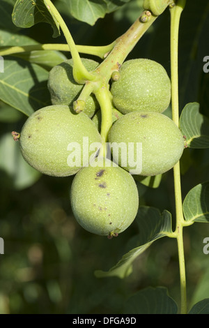 gemeinsamen Walnuss, Juglans regia Stockfoto