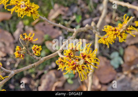 Hamamelis Japonica Stockfoto