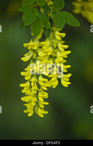 gemeinsamen Goldregen, Laburnum anagyroides Stockfoto