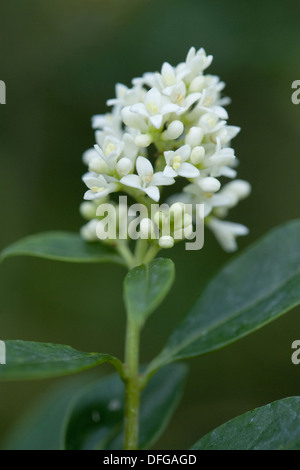 wilde Liguster, Ligustrum vulgare Stockfoto
