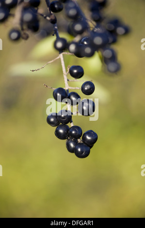 wilde Liguster, Ligustrum vulgare Stockfoto