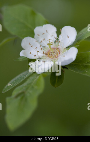 Mispel, canescens germanica Stockfoto