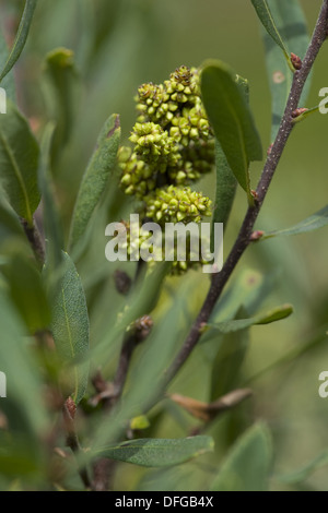 Moor Myrte, Myrica gale Stockfoto