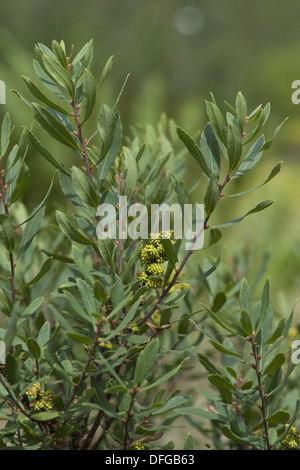 Moor Myrte, Myrica gale Stockfoto