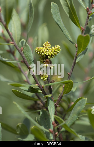 Moor Myrte, Myrica gale Stockfoto