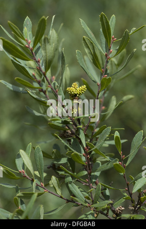 Moor Myrte, Myrica gale Stockfoto