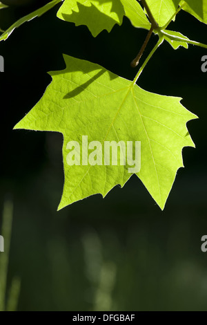 Ahornblättrige Platane Platanus x hispanica Stockfoto