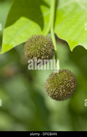 Ahornblättrige Platane Platanus x hispanica Stockfoto