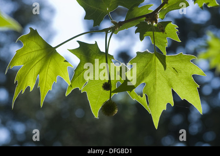 Ahornblättrige Platane Platanus x hispanica Stockfoto