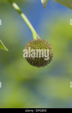 Ahornblättrige Platane Platanus x hispanica Stockfoto