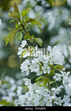 Wildkirsche, Prunus avium Stockfoto