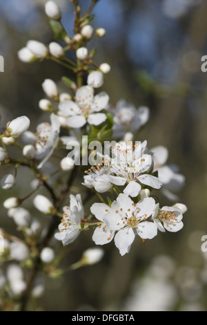 Kirschpflaume Prunus cerasifera Stockfoto