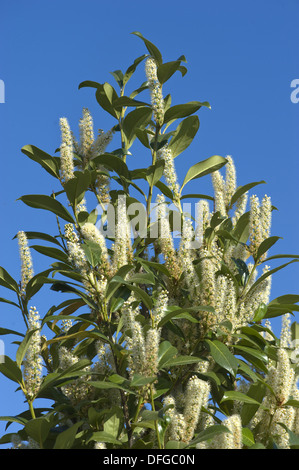 Kirschlorbeer, Prunus laurocerasus Stockfoto