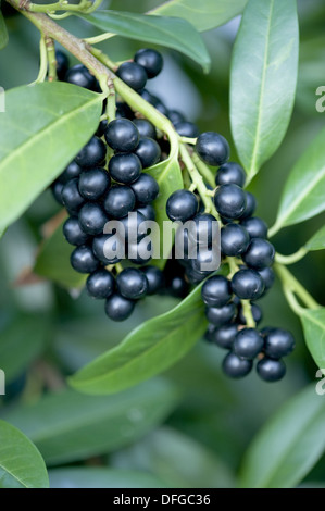 Kirschlorbeer / Englisch Lorbeer (Prunus Laurocerasus) mit Blttern und  schwarzen Beeren, Belgien Stockfotografie - Alamy