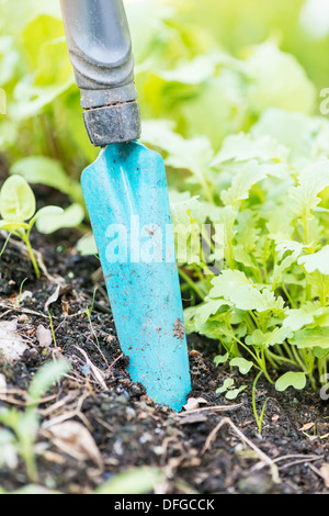 Nahaufnahme von blau Edelstahl Garten Spaten in die Erde stecken Stockfoto