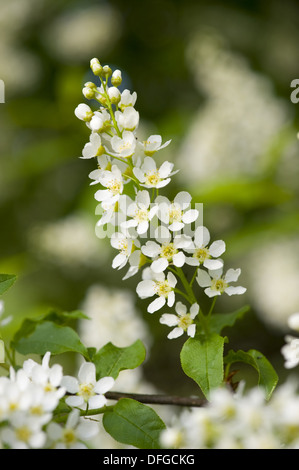 Vogel-Kirsche, Prunus padus Stockfoto