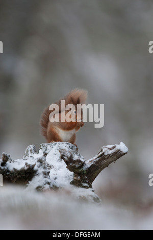 Eichhörnchen (Sciurus Vulgaris) Fütterung im Schnee bedeckt Caledonian Pinienwald. Cairngorm Nationalpark. Schottland. Stockfoto