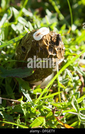 Stinkmorchel Pilze mit Fliege Stockfoto