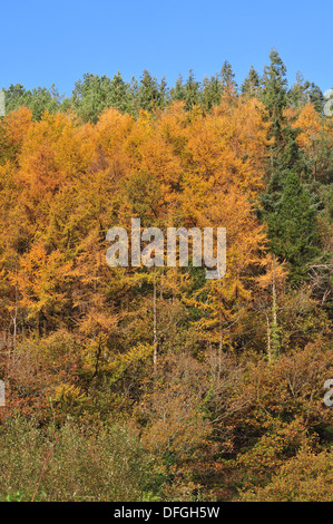 Lärchen im Ystwyth Tal zeigen ihre Herbstfärbung an einem hellen, sonnigen Tag im November. Stockfoto
