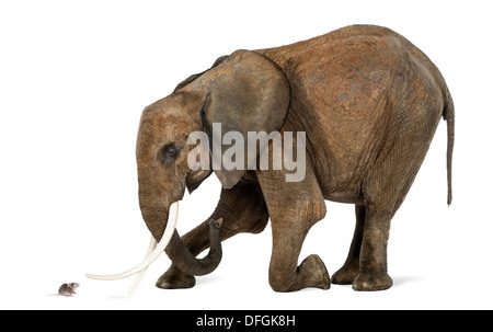 Afrikanischer Elefant, Loxodonta Africana, kniend vor einer Maus vor weißem Hintergrund Stockfoto