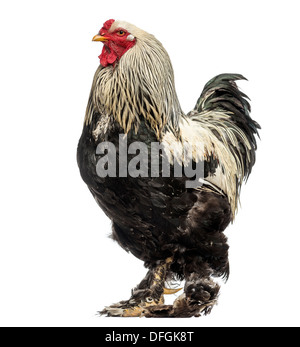 Seitenansicht des Brahma Hahn vor weißem Hintergrund Stockfoto