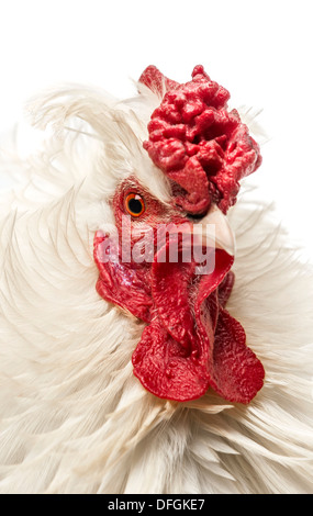 Nahaufnahme von einer geschweiften gefiederten Hahn, isoliert auf weiss Stockfoto