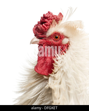 Nahaufnahme von einem geschweiften gefiederten Hahn Profil, isoliert auf weiss Stockfoto